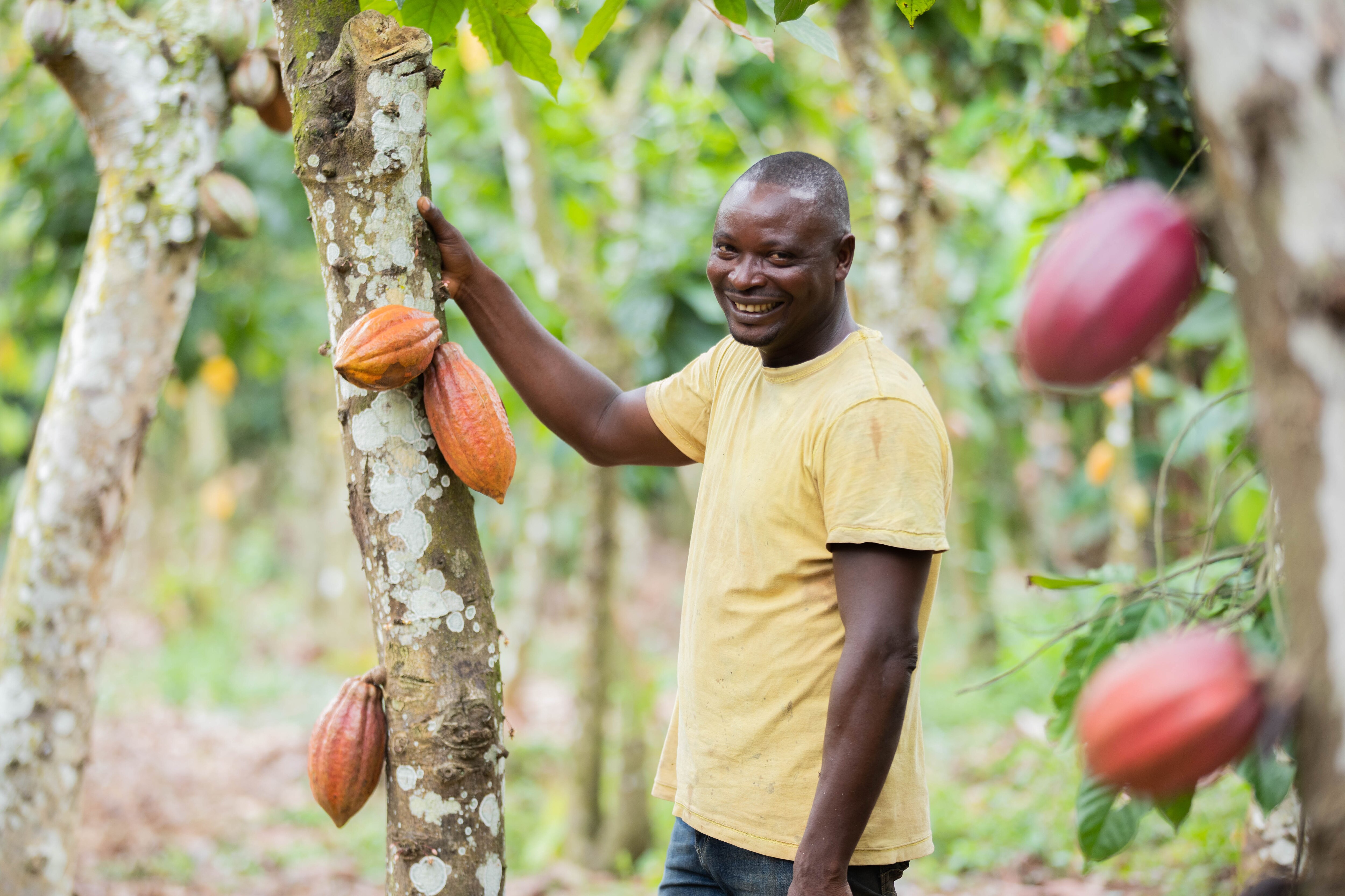 man with cocoa pods