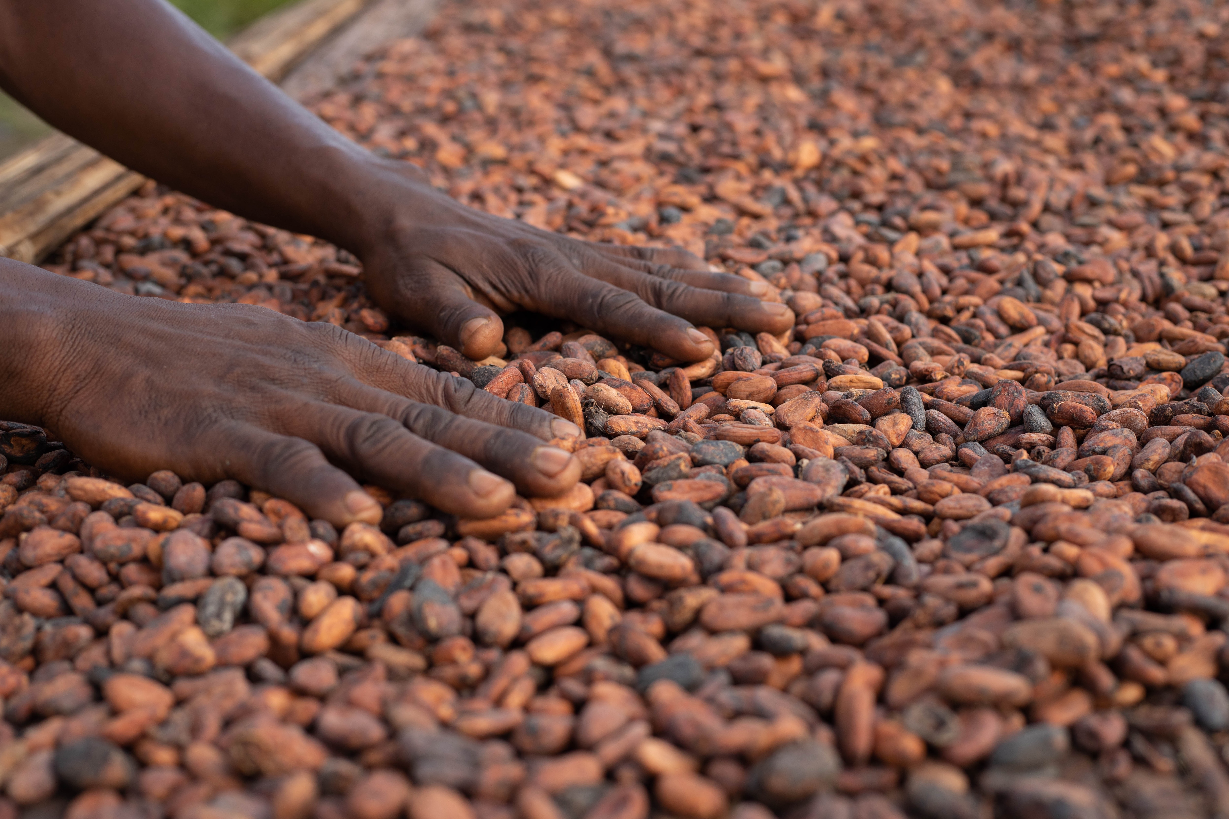 cocoa harvest