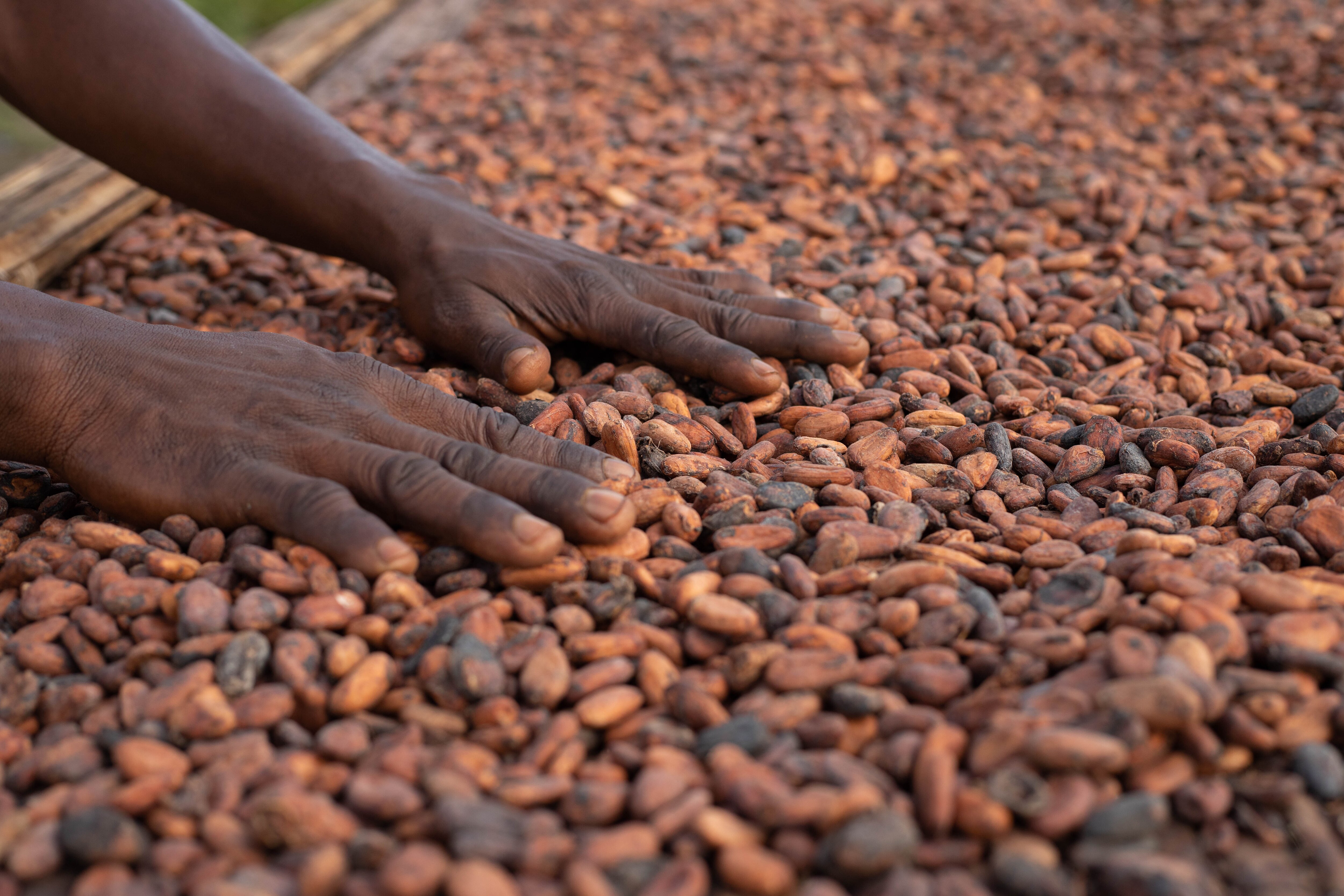 Sustainably Sourced Cocoa