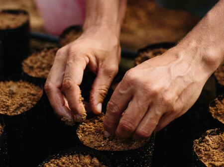Mãos de uma pessoa plantando sementes ou mudas em pequenos sacos pretos cheios de terra.