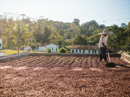 Pessoa usando chapéu de palha espalha grãos de cacau para secagem ao sol sobre uma grande superfície plana em uma fazenda. 