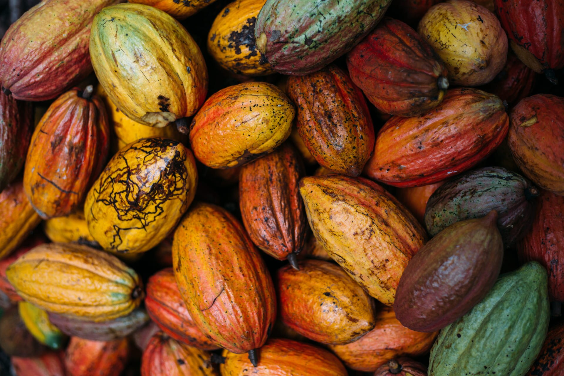 Vários frutos de cacau recém-colhidos, com cascas rugosas em tons vibrantes de amarelo, laranja, vermelho, verde e marrom, am