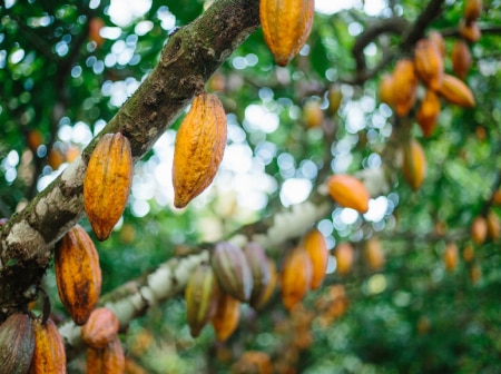 Galhos de uma árvore de cacau com diversos frutos maduros e alaranjados presos ao tronco e aos galhos.