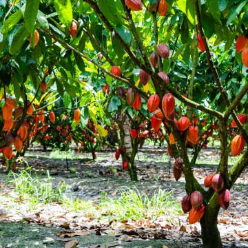 Plantação de cacau com árvores carregadas de frutos maduros em tons de laranja, vermelho e roxo.