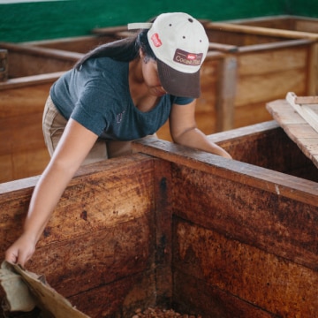 Mulher com boné do programa Nestlé Cocoa Plan manuseia uma lona dentro de uma caixa de madeira usada para a fermentação de am