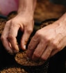 Mãos de uma pessoa plantando sementes ou mudas em pequenos sacos pretos cheios de terra.