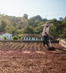 Pessoa usando chapéu de palha espalha grãos de cacau para secagem ao sol sobre uma grande superfície plana em uma fazenda. 