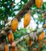 Galhos de uma árvore de cacau com diversos frutos maduros e alaranjados presos ao tronco e aos galhos.